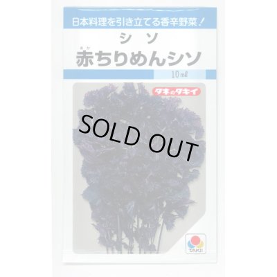 画像1: 送料無料　[葉物]　赤ちりめんシソ　9ml　タキイ種苗　MF