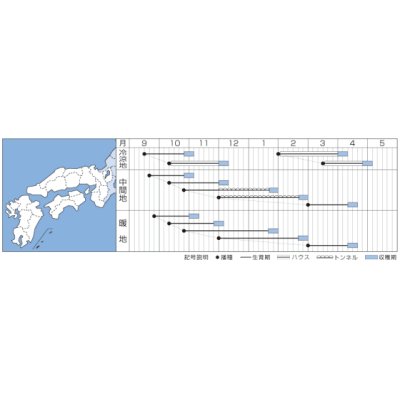 画像2: 送料無料　[ほうれんそう]　弁天丸　40ml　タキイ種苗　RF