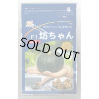 送料無料　[かぼちゃ]　坊ちゃん　500粒　ヴィルモランみかど