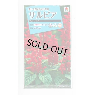 画像1: 送料無料　花の種　サルビア　ホットジャズ　小袋　タキイ種苗(株)