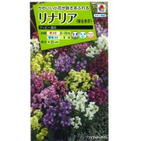 送料無料　花の種　リナリア　グッピー混合　小袋　タキイ種苗(株)