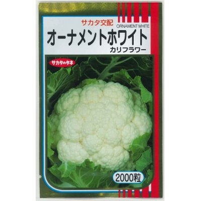 画像1: 送料無料　カリフラワー　]　オーナメントホワイト　2000粒　(株)サカタのタネ