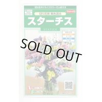 送料無料　花の種　スターチス　切り花用　美色混合　約54粒　(株)サカタのタネ　実咲250（026254）