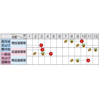 画像2: 送料無料　花の種　パンジー　パシオ　ブルーブロッチ　約34粒　(株)サカタのタネ　実咲350（026142）