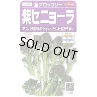 送料無料　[ブロッコリー]　紫セニョーラ　約20粒　（株）サカタのタネ(株)　実咲450（003235）