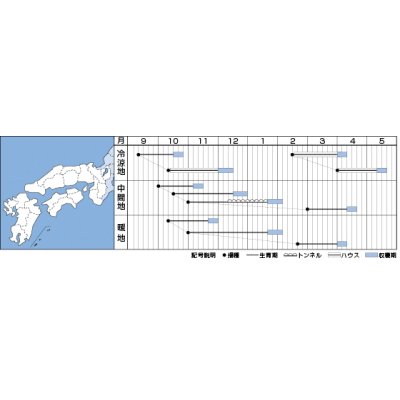 画像2: [ほうれんそう]　伸兵衛　3万粒(種子サイズ：L)　タキイ種苗(株)