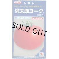 送料無料　[トマト/桃太郎系]　桃太郎ヨーク　1000粒　タキイ種苗(株)