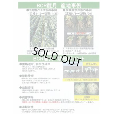 画像5: 送料無料　[キャベツ]　ＢＣＲ龍月　2000粒　タキイ種苗(株)