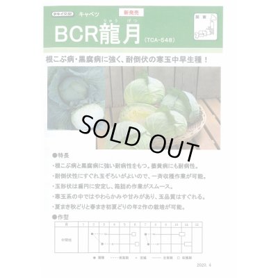 画像4: 送料無料　[キャベツ]　ＢＣＲ龍月　2000粒　タキイ種苗(株)