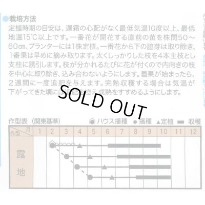 画像2: 送料無料　[とうがらし]　辛コレ　牛角大王　20粒　トキタ種苗(株)