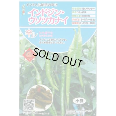 画像1: 送料無料　[とうがらし]　辛コレ　インドジン・ウソツカナイ　20粒　トキタ種苗(株)