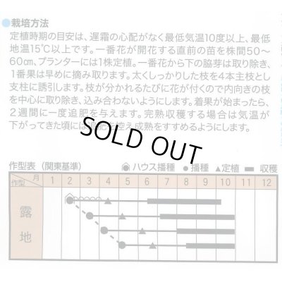 画像2: 送料無料　[とうがらし]　辛コレ　インドジン・ウソツカナイ　20粒　トキタ種苗(株)