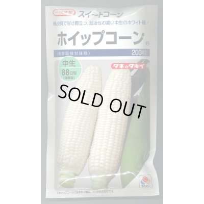 画像1: 送料無料　[とうもろこし]　ホイップコーン　200粒　タキイ種苗