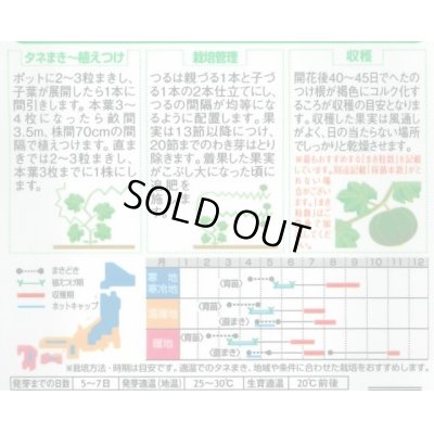 画像2: 送料無料　[かぼちゃ]　メルヘン　約10粒　(株)サカタのタネ　実咲450（002867）