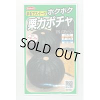 送料無料　[かぼちゃ]　メルヘン　約10粒　(株)サカタのタネ　実咲450（002867）