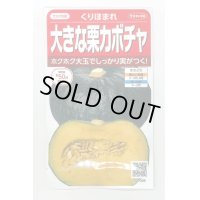 送料無料　[かぼちゃ]　くりほまれ　約7粒　(株)サカタのタネ　実咲450（002872）