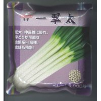 送料無料　[ねぎ]　一翠太　コート6千粒　カネコ交配