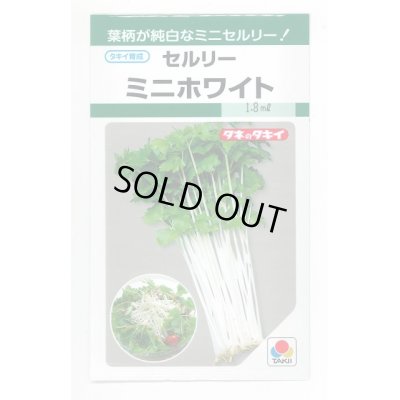 画像1: 送料無料　[葉物]　セルリー　ミニホワイト　1.5ml　タキイ種苗(株)　GF