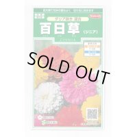 送料無料　花の種　百日草(ジニア)ダリア咲き混合　約40粒　(株)サカタのタネ　実咲250（026282）