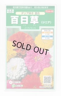 送料無料　花の種　百日草(ジニア)ダリア咲き混合　約40粒　(株)サカタのタネ　実咲250（026282）