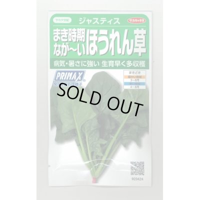 画像1: 送料無料　[ほうれんそう]　ジャスティス　約900粒　(株)サカタのタネ　実咲350（003014）