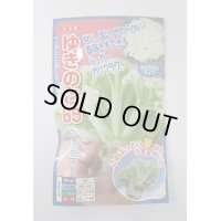 送料無料　[カリフラワー]　ゆきのこ65　40粒　ナント種苗(株)