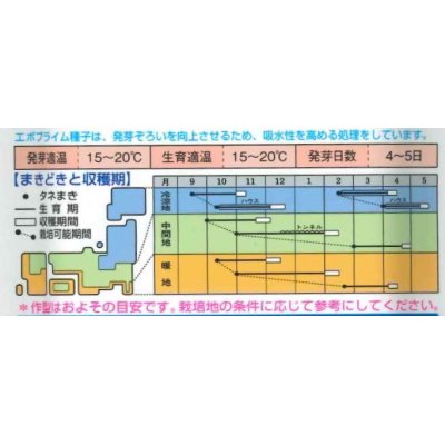 画像4: 送料無料　[ほうれんそう]　寒兵衛　40ml　タキイ種苗(株)　RF