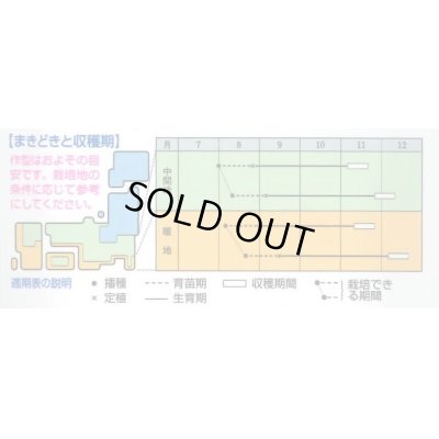 画像2: 送料無料　[キャベツ]　星岬SP　ペレット　5000粒　タキイ種苗(株)