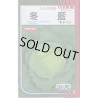 送料無料　[キャベツ]　冬藍　2000粒　（株）サカタのタネ