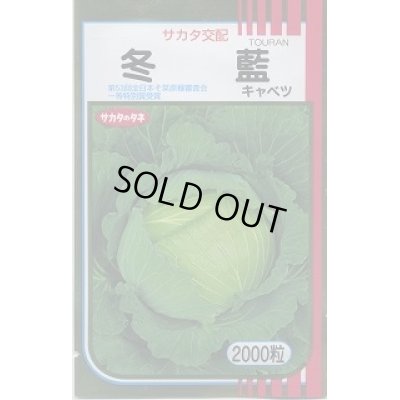 画像1: 送料無料　[キャベツ]　冬藍　2000粒　（株）サカタのタネ