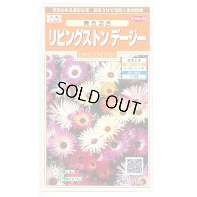 画像1: 送料無料　花の種　リビングストンデージー　美色混合　約286粒　（株）サカタのタネ　実咲200（026369）