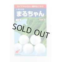 送料無料　[かぶ]　まるちゃん(こかぶ)1000粒　渡辺農事(株)