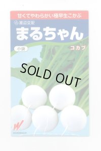 送料無料　[かぶ]　まるちゃん(こかぶ)1000粒　渡辺農事(株)