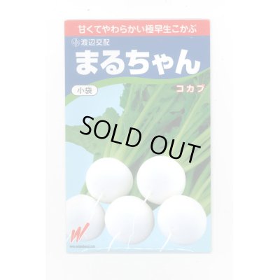 画像1: 送料無料　[かぶ]　まるちゃん(こかぶ)1000粒　渡辺農事(株)