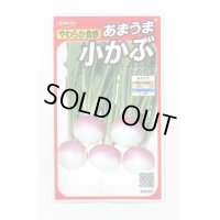 送料無料　[かぶ]　あやめ雪　約600粒　(株)サカタのタネ　実咲450（003100）