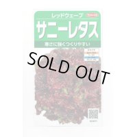 送料無料　[レタス]　レッドウェーブ　約1200粒　(株)サカタのタネ　実咲350（003031）