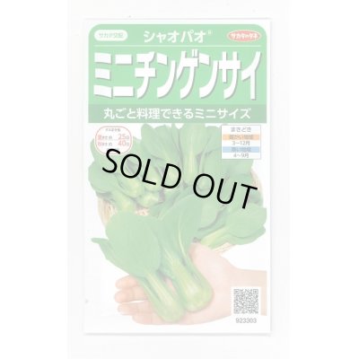 画像1: 送料無料　[中国野菜]　シャオパオ(ミニチンゲンサイ)　約500粒　(株)サカタのタネ　実咲350（002992）