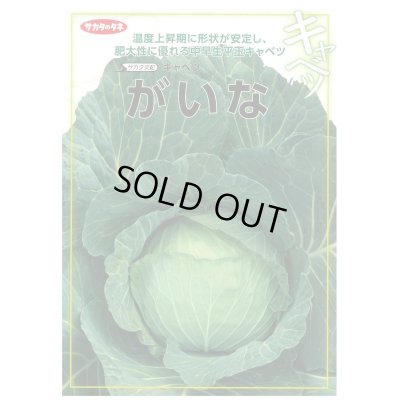 画像2: 送料無料　[キャベツ]　がいな　2000粒　（株）サカタのタネ