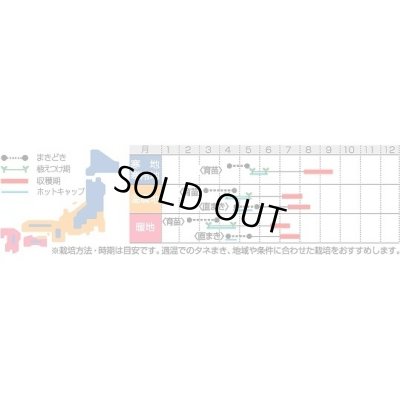 画像2: 送料無料　[かぼちゃ]　雪化粧　約8粒　(株)サカタのタネ　実咲450（002868）