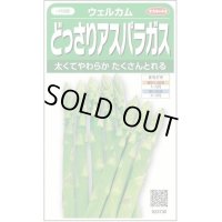 送料無料　[アスパラガス]　ウェルカム　約20粒　(株)サカタのタネ　実咲400（003040）