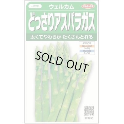 画像1: 送料無料　[アスパラガス]　ウェルカム　約20粒　(株)サカタのタネ　実咲450（003040）