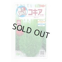 送料無料　花の種　コキア(ほうき草)　グリーン　約40粒　(株)サカタのタネ　実咲200（026325）