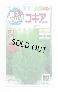 送料無料　花の種　コキア(ほうき草)　グリーン　約40粒　(株)サカタのタネ　実咲200（026325）