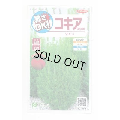 画像1: 送料無料　花の種　コキア(ほうき草)　グリーン　約40粒　(株)サカタのタネ　実咲200（026325）