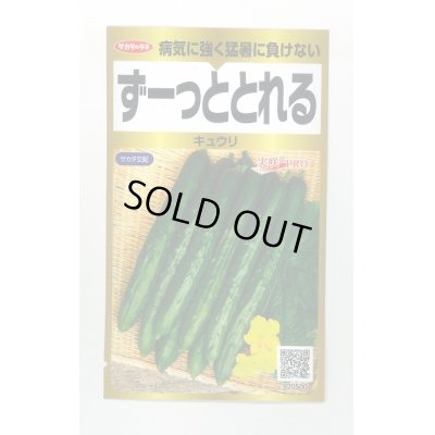 画像1: 送料無料　[キュウリ]　ずーっととれる　40粒　(株)サカタのタネ　実咲PRO