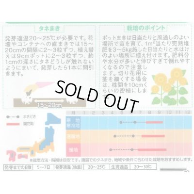 画像2: 送料無料　花の種　花の種　八重咲ひまわり　オレンジグローブ　20粒　(株)サカタのタネ　実咲250（027727）