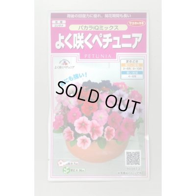 画像1: 送料無料　花の種　よく咲くペチュニア　バカラIQミックス　約50粒　実咲350（027726）