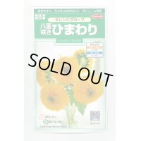 送料無料　花の種　花の種　八重咲ひまわり　オレンジグローブ　20粒　(株)サカタのタネ　実咲250（027727）