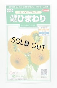 送料無料　花の種　花の種　八重咲ひまわり　オレンジグローブ　20粒　(株)サカタのタネ　実咲250（027727）