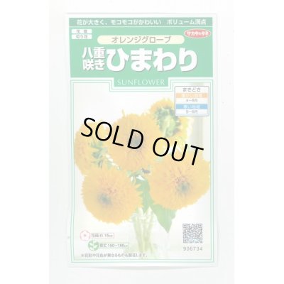 画像1: 送料無料　花の種　花の種　八重咲ひまわり　オレンジグローブ　20粒　(株)サカタのタネ　実咲250（027727）